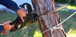 Professional Tree Services in Lakeland Village, CA