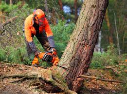 Best Tree Risk Assessment  in Lakeland Village, CA