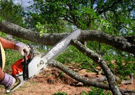 Best Tree Mulching  in Lakeland Village, CA