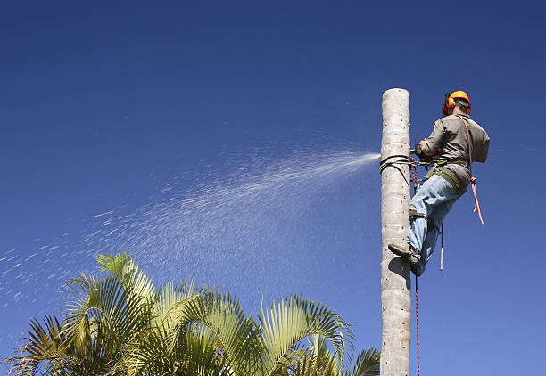 Best Hazardous Tree Removal  in Lakeland Village, CA