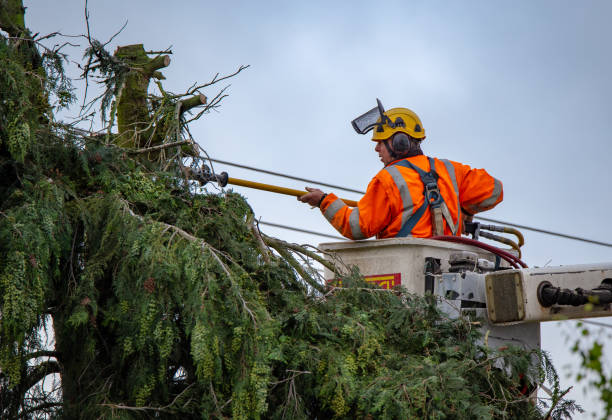 How Our Tree Care Process Works  in  Lakeland Village, CA