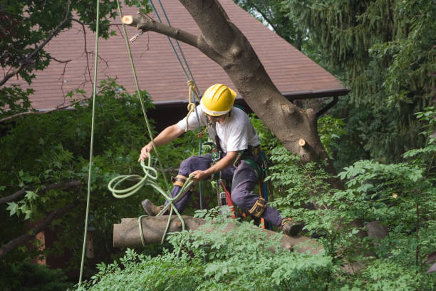 Best Seasonal Cleanup  in Lakeland Village, CA