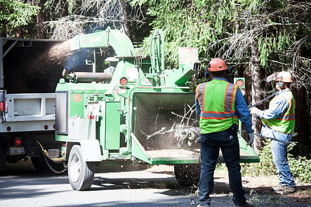 Best Tree and Shrub Care  in Lakeland Village, CA