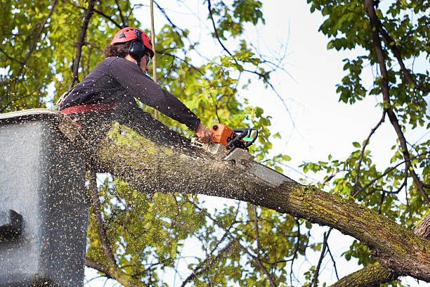 Best Root Management and Removal  in Lakeland Village, CA