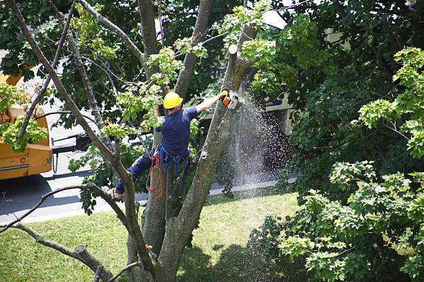 Best Tree Health Inspection  in Lakeland Village, CA